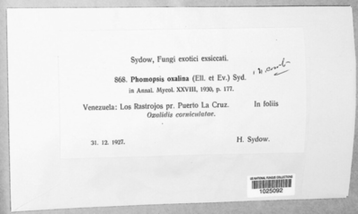Phomopsis oxalina image